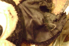 Mickey torn ear before